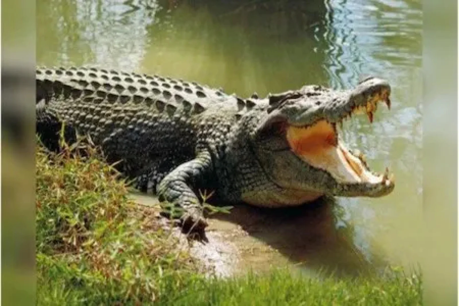 Crocodile Attack in Rajasthan’s Udaipur: Mother Dies Protecting Child