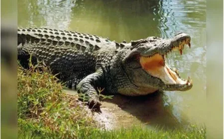 Crocodile Attack in Rajasthan’s Udaipur: Mother Dies Protecting Child