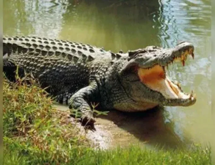 Crocodile Attack in Rajasthan’s Udaipur: Mother Dies Protecting Child